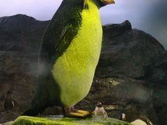 -新加坡飞禽公园