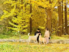 -阳台山自然风景区