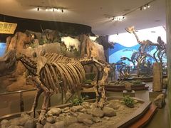 -陕西自然博物馆