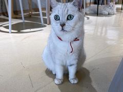 -藏猫猫咖啡主题馆(中央大道店)