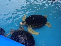 -北戴河圣蓝海洋公园