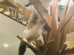 -飞行喵MR PILOT|猫舍·猫咖(静安大融城店)
