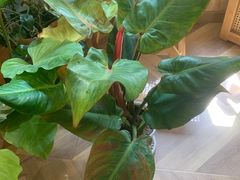 -Rabbit Cafe私房西餐甜点咖啡(栖霞路店)