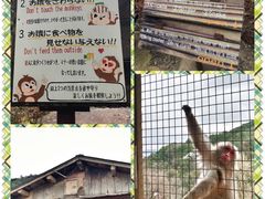 知识问答板-岚山猴子公园