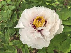 -二虎原味烧烤