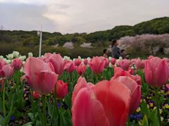 -苏州上方山国家森林公园