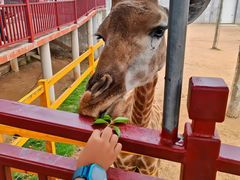 -西霞口神雕山野生动物世界