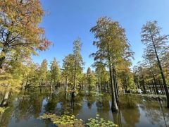 -池杉湖湿地公园