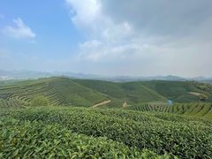 -龙坞茶村