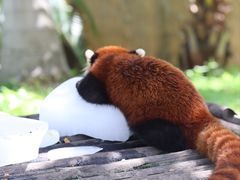 -灵玲国际马戏城