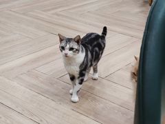 -安格丽娜·狗咖·猫咖羊驼咖(春熙路百盛商场店)