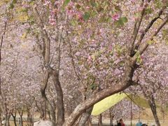 -广州百花山庄度假村(增城万达广场店)