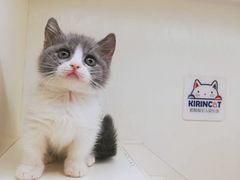 -十年猫舍·猫咪专门店(普陀店)