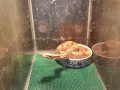 -上海大自然野生昆虫馆(东方明珠·爬宠昆虫探索中心)