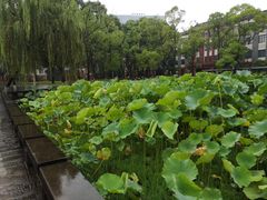 -四川大学(望江校区)