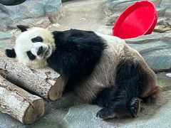 -泉州海丝野生动物世界