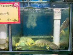濑尿虾-蚝专家(北滘店)