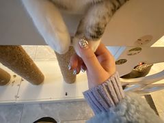 酸奶-有猫儿腻咖啡厅.猫咖