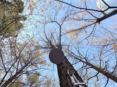 -陆家嘴中心绿地