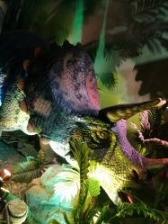 -恐龙探索乐园(磁器口店)