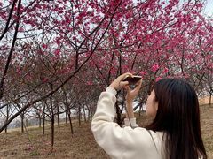 -天适樱花悠乐园