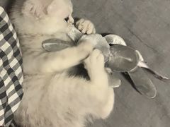 -顺强宠物诊所·狂犬免疫·夜诊·骨科(嘉定店)