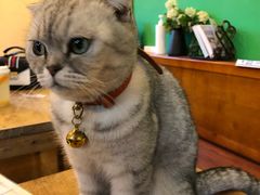 -李小姐の猫咖啡馆(五角场店)