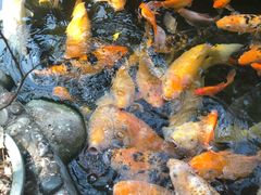 -上海大自然野生昆虫馆(东方明珠·爬宠昆虫探索中心)