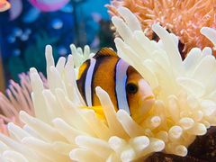 -太平洋海底世界