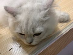 -屋虎猫馆(宝安大仟里店)