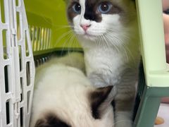 -pd派德宠物中心医院24H急重症·眼科中心·血液透析中心(嵩山北路店)