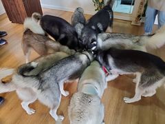 -Husky Go! 哈士奇体验馆·宠物咖啡厅狗咖