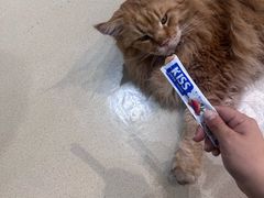 -藏猫猫咖啡主题馆(中央大道店)