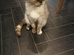 -猫色咖啡·猫咖
