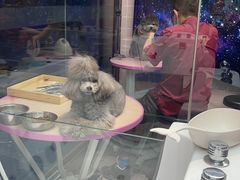 -FAELING PETS美天灵宠物(富力广场店)