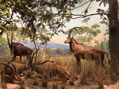 -美国自然历史博物馆