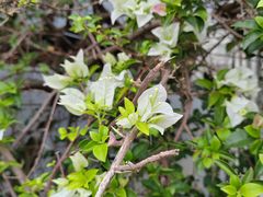 -深圳仙湖植物园