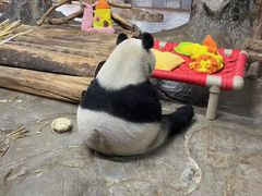 -海南热带野生动植物园