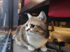 -咖法森林·咖啡  酒吧(天河店)