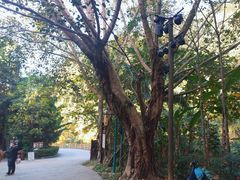 -西双版纳原始森林公园