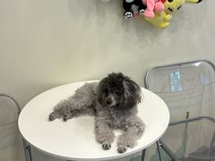 -有喵·猫咖·狗咖·30几只猫10只小狗(岗厦店)