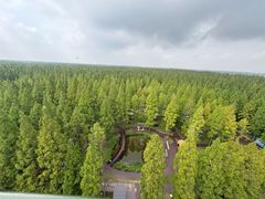 -黄海国家森林公园