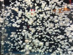 -太平洋海底世界