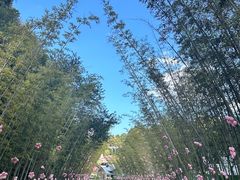 -婺源月亮湾