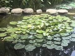 -陈家山荷花公园