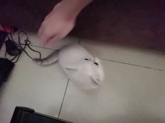 -北京恒爱动物医院(清景园分院)