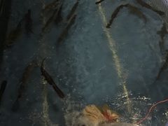 -鲤鱼塘农家山庄