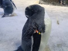 -芜湖新华联大白鲸海洋公园