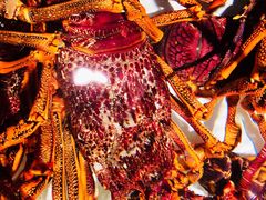 -万龙洲海鲜(大兴绿地缤纷城店)