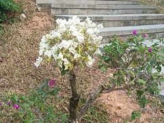 -东莞植物园